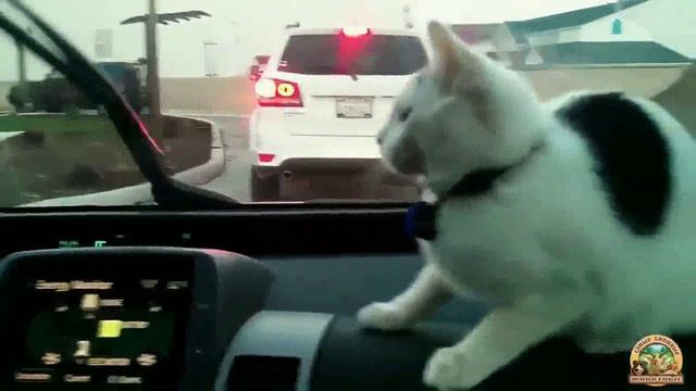 Кошки против автомобильных стеклоочистителей Сборник
