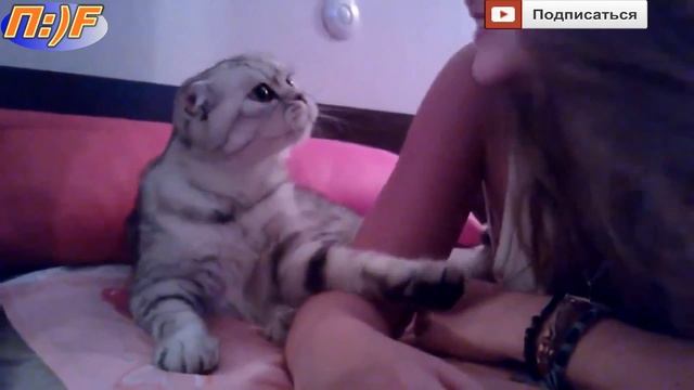 Ну целуй же меня.Самая ласковая кошка.)))
