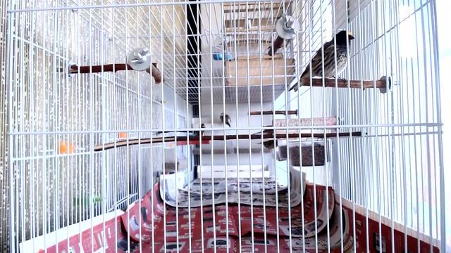 Корольковый Красношапочный Королевский Вьюрок Red-Capped Royal Finch.mp4