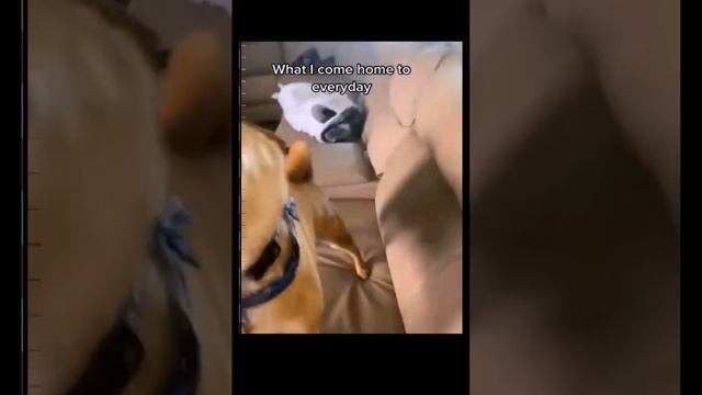 милые животные