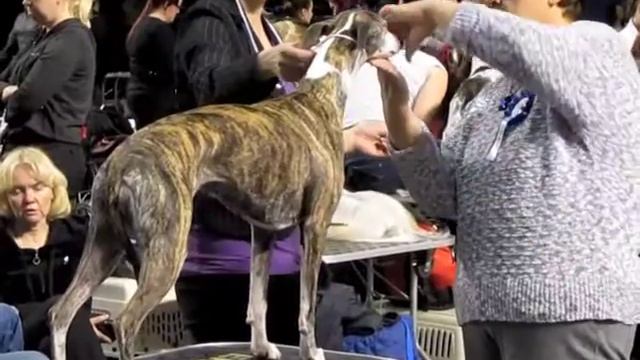 Tallinn Winner 2014, International Dog Show, Ch Bitches