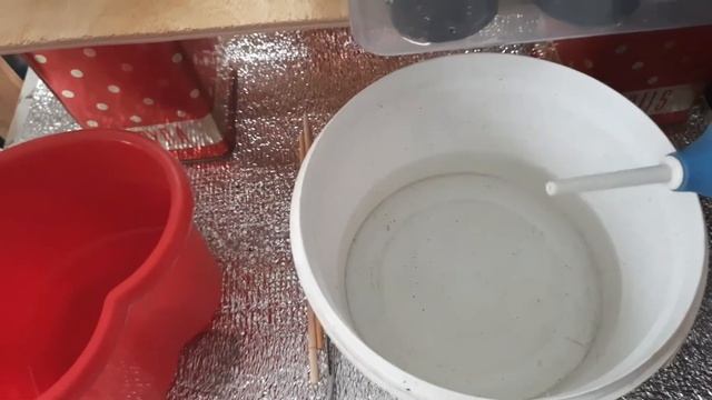 РАССАДА ТОМАТОВПЕРЦЕВ ЧЕМ ПОДКОРМИЛА КАК БОРЮСЬ С ВЫТЯГИВАНИЕМ.  рассадатоматыперцыподкормка
