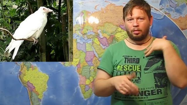 Фразеология № 9 Белая ворона