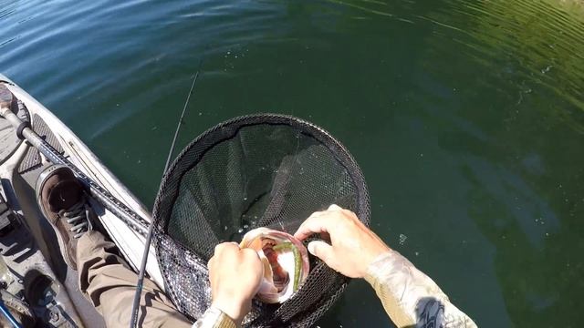 Big Bass CAN'T RESIST The Wacky Worm!