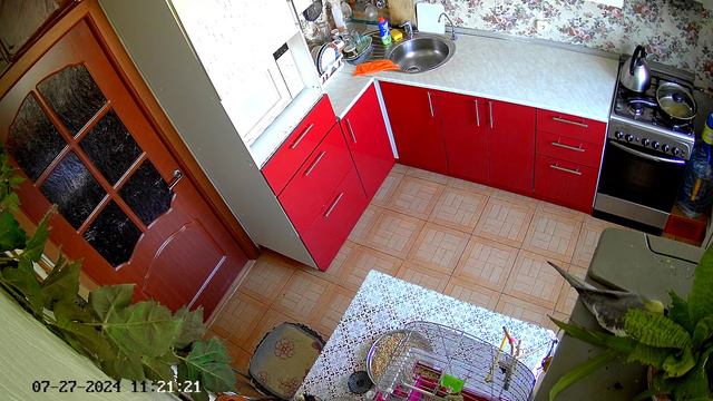 попугай карелла .mp4