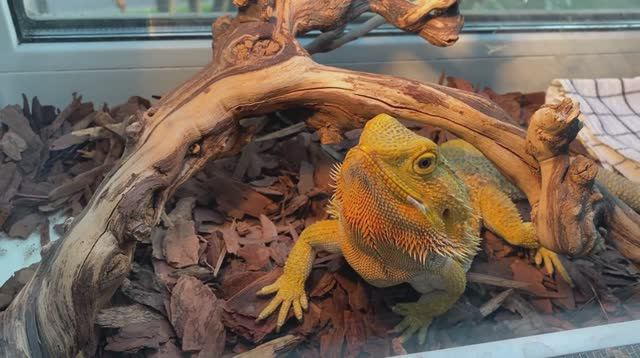 Утро с Мусей