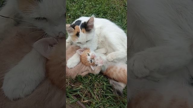 Наши милые котята#
Цезарь и Лакомка 🐈❤️