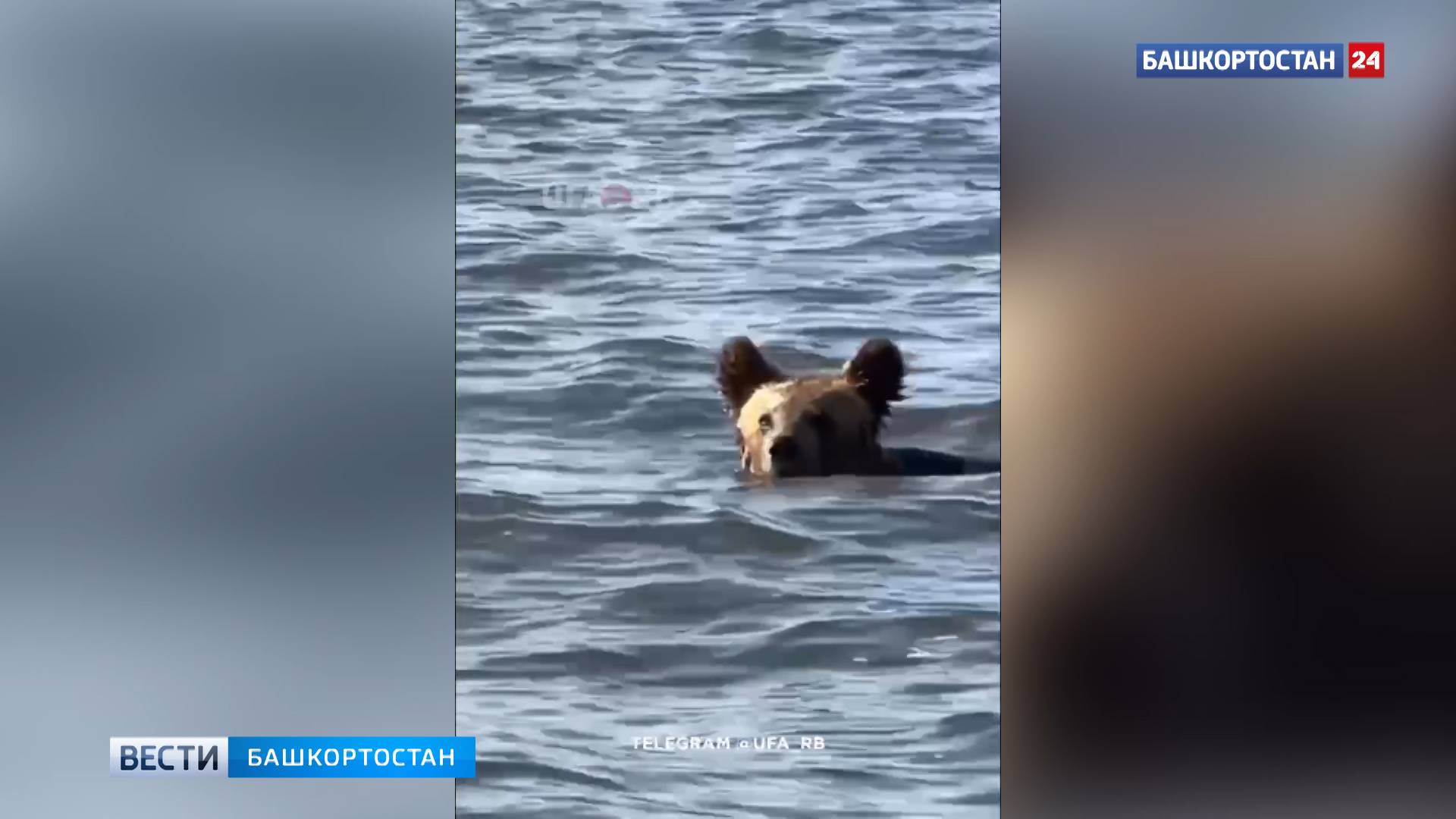 В Башкирии засняли медведя, переплывающего Нугушское водохранилище