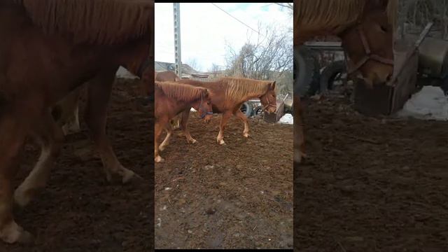 Как коровы пьют воду.