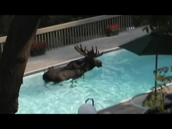 Animals Unexpected