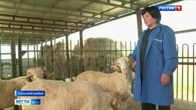 На 24-й Российской выставке племенных овец и коз в Дагестане