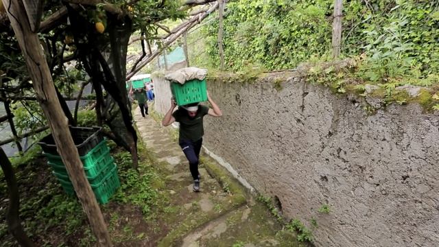 Il limone Costa d'Amalfi o sfusato amalfitano di Sal De RIso (Costiera #1)
