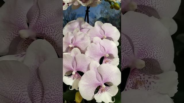 #орхидеи  #фаленопсисбиглип