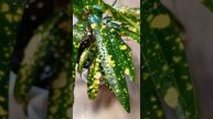 Кротон Gold star