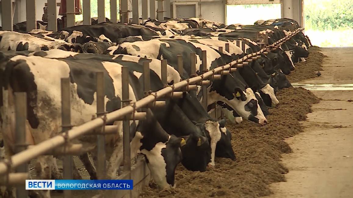 Конкурс техников искусственного осеменения коров проходит в Вологодском округе