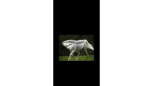 facts about animals / hybrid animals /  shark and horse