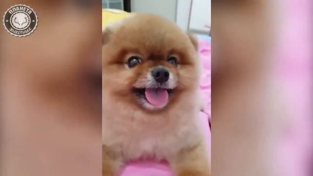 ПРИКОЛЫ с животными до слез 🔴 Видео зборник Смешные КОШКИ и СОБАКИ 2018