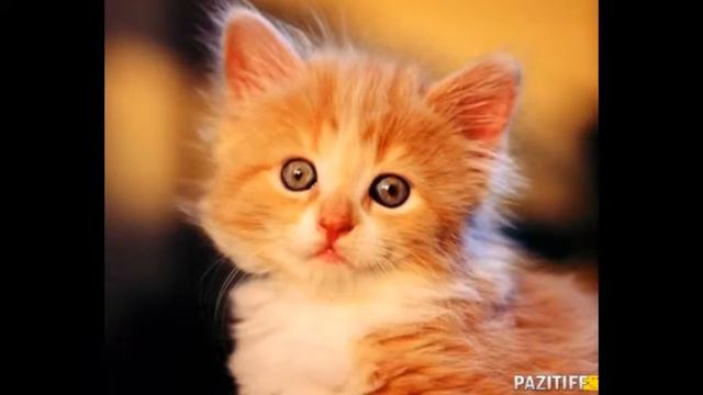 красивые котята