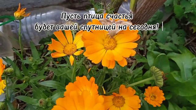 Пусть сегодня птица счастья будет вашей спутницей на весь день!