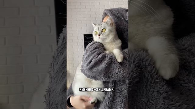 Кого котики любят больше: мужчин или женщин #кот #кошка
