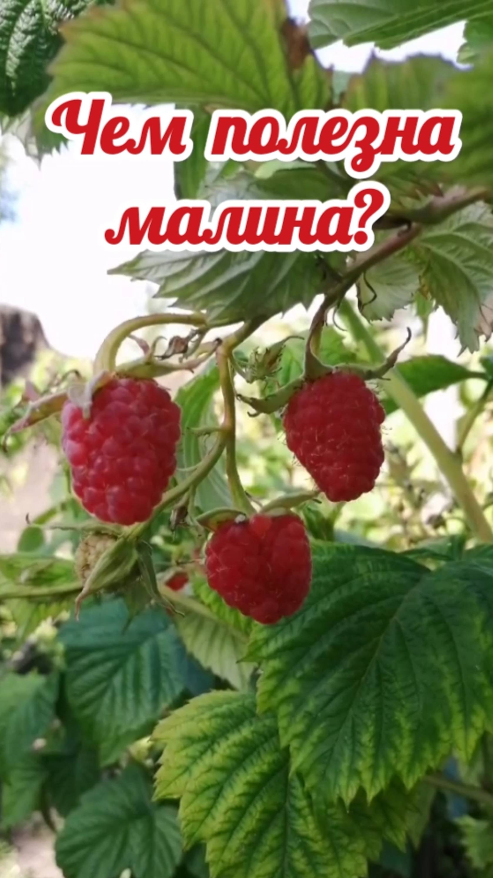Польза малины. Чем полезна малина? Малина.