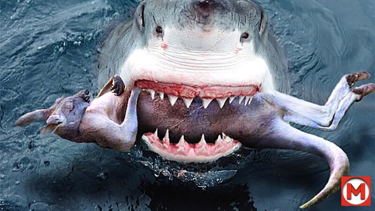 Самая страшная акула в мире