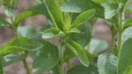 Stevia planta: para que serve e quais os benefícios