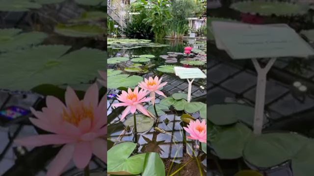 Ботанический сад СанктПетербург Водная цветочная оранжерея питер цветы ботанический