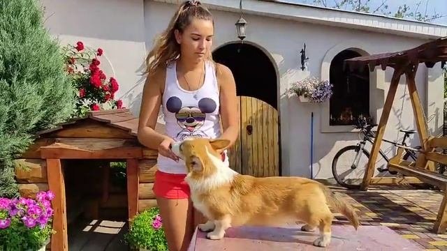 Щенок корги пошел в школу)))