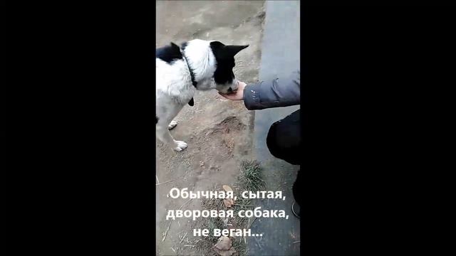 Мухтар ест ОФЭМ