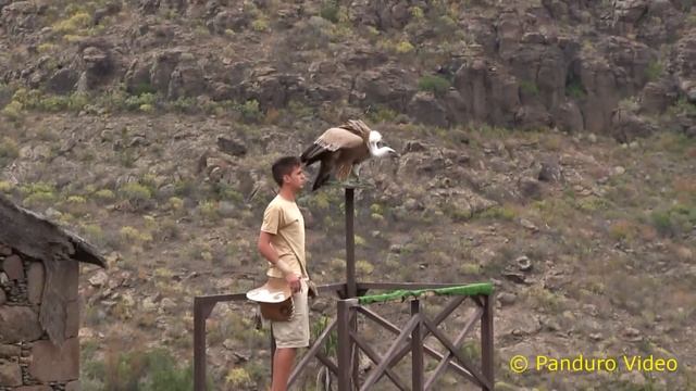 Gran Canaria 2014 Palmitos Park Eagles show