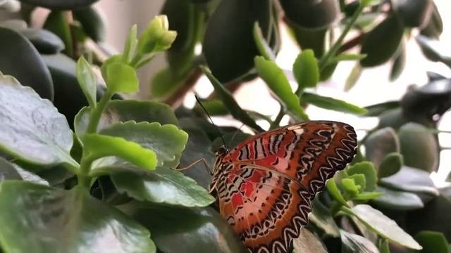 Цетозия Библис (Cethosia Biblis)