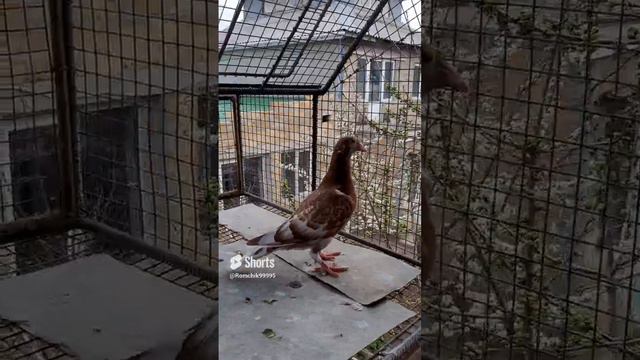 Голубь - птица мира.. #pigeons  #pigeon #птицы #чёрный лебедь #shorts #shortsvideo #short#reels.