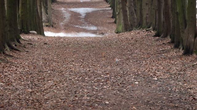 В поисках белок зимой