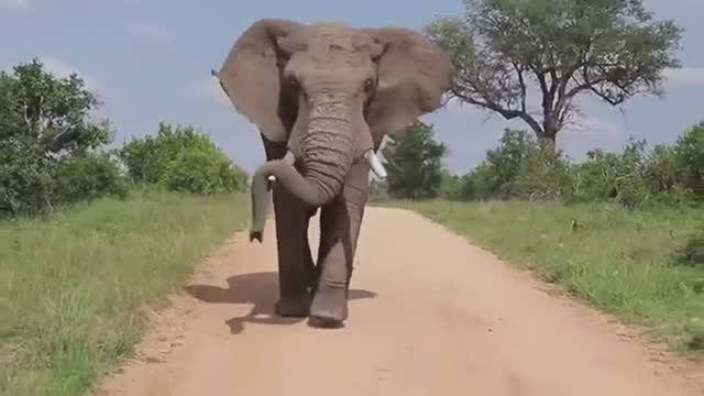 Довольный слон после того как поел фруктов
