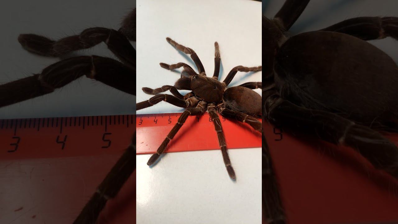 Hysterocrates hercules spider