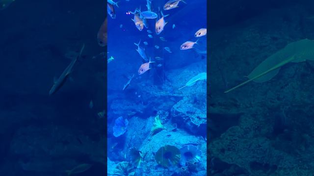 Дубайский аквариум 🐠 Подводный мир, который поражает 🐟 ОАЭ 🇦🇪 #путешествие #дубай #океанариум