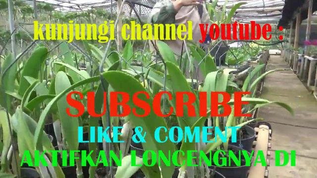 Promo Anggrek Cattleya Rlc Golf Green Keturunan Digbyana