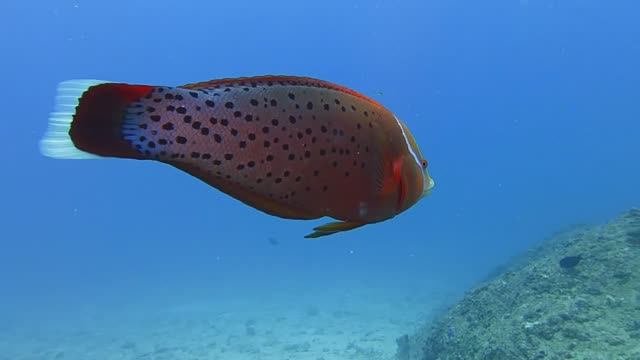 Diving Seychelles Mae . Дайвинг Сейшелы остров Маэ