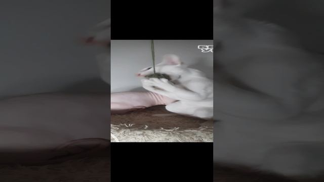 Кот игрун