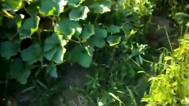 Aaron's Garden Update #2.MOV