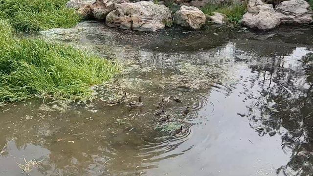 Утки и черепаха в Салгире