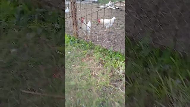 Моя кошка родила котёнка ему 2 месяца:))) "зовать его Симба"