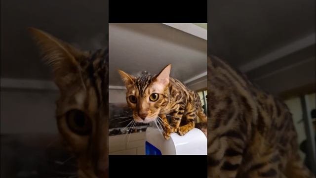 Офф-лайн игра.Зомби на заражение. Играем каждый день. На Пиратской площадке. Улица Лени Голикова 66