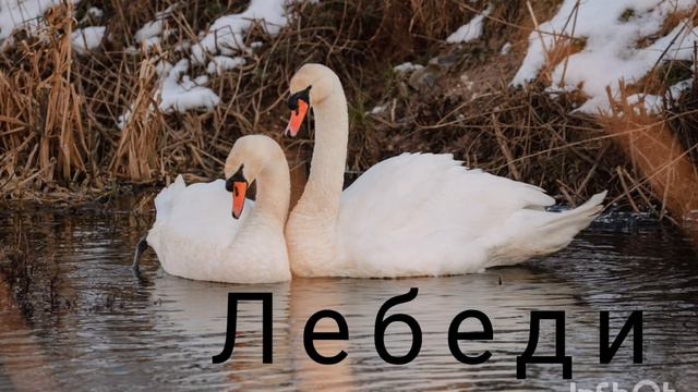Лебеди. Ольга Дубовая