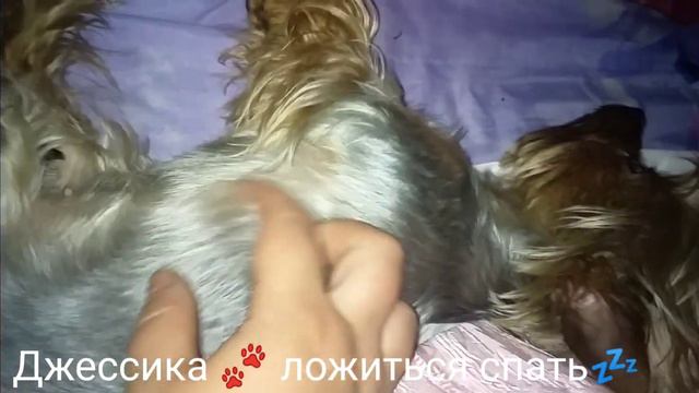 Как Джессика 🐾 ложиться вечером спать💤