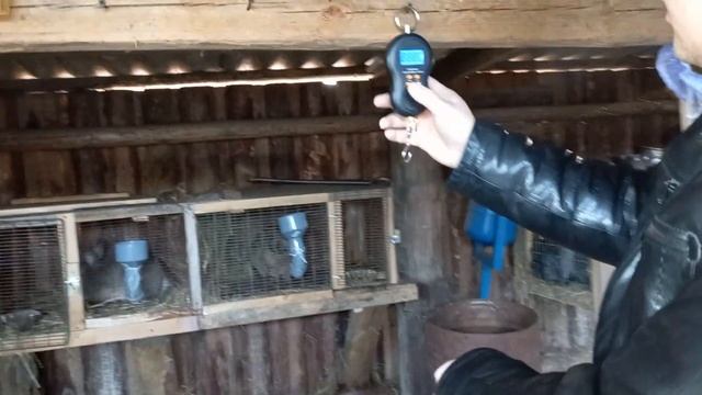 Вот это вес. Вес беспородных кроликов в 2 месяцакроликикролиководстворазведение_кроликовоткорм.