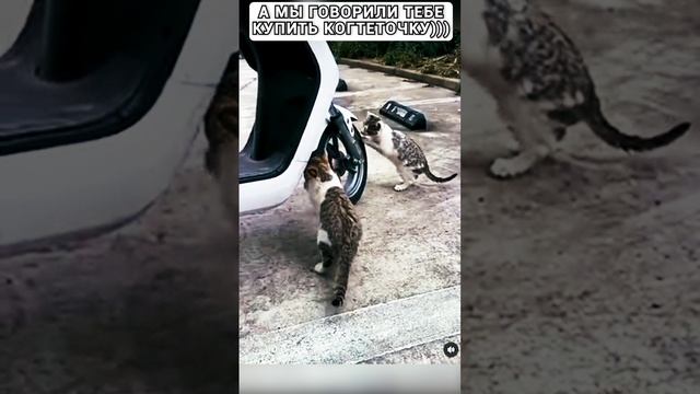 когтеточка