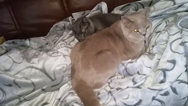 Британский кот и кошка