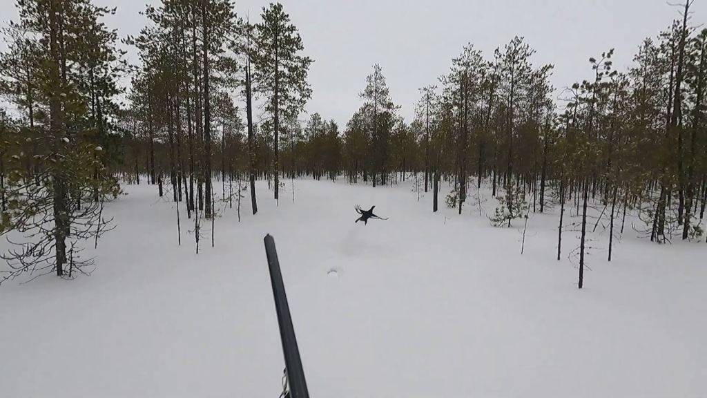 Фотосессия болтливого рябчика!
Один выстрел один тетерев!